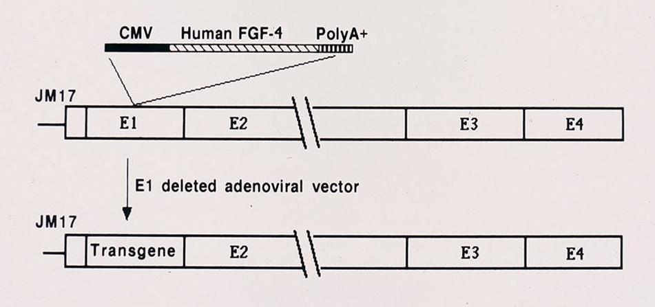 Study Product: Ad5FGF-4 Recombinant angiogenic gene transfer product