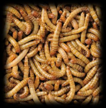 (2014) Housefly larvae (Musca domestica)