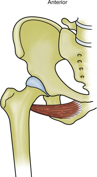 Deep Lateral Rotators of the Thigh at the Hip Joint