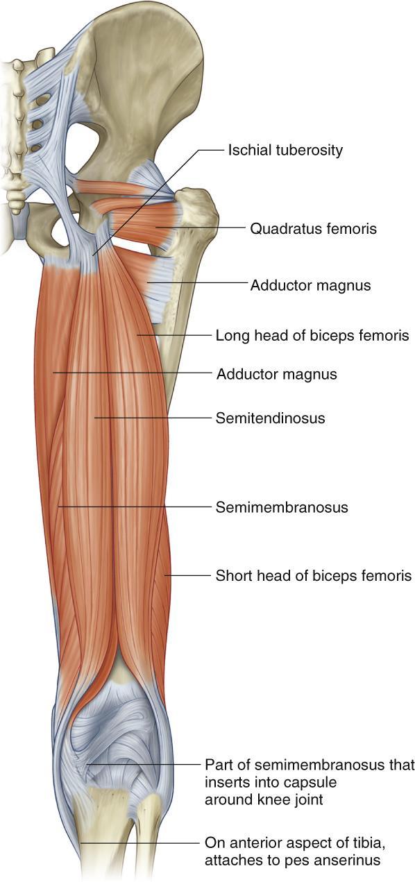 Muscles of the