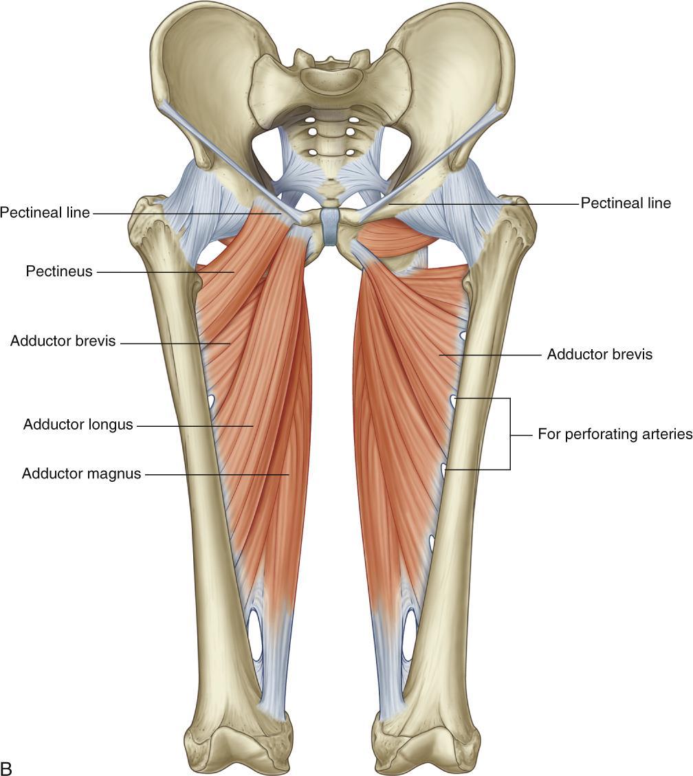 Muscles of the Anterior and Pectineus, adductor