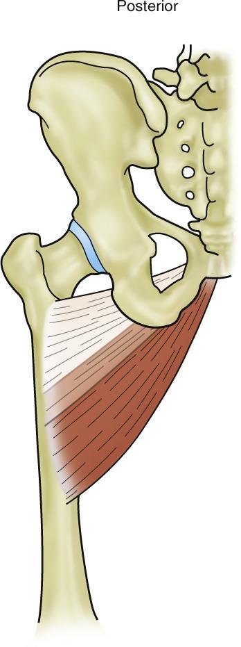 Adductor longus The adductor longus shares the same