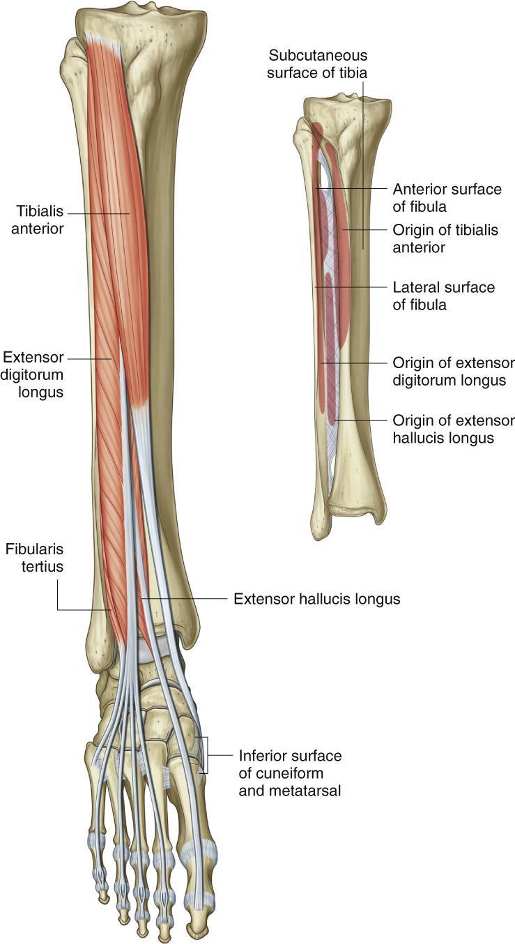 Muscles of the Anterior and Lateral Leg The muscles of the