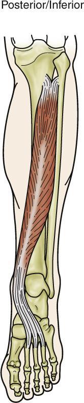 Muscles of the Posterior Leg I Popliteus means hollow of the knee. What is the concentric function of the tibialis posterior?