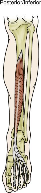 Muscles of the Posterior Leg II What is the eccentric function of the flexor digitorum longus?