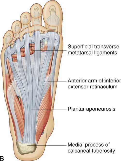 the foot are small muscles