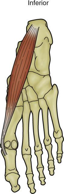 Plantar Aspect: Superficial Layer I What is the concentric function of the abductor hallucis?