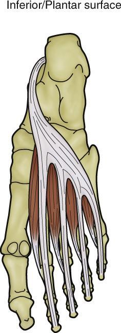 Plantar Aspect: Second Layer Both of these muscles are in the second layer of the plantar aspect.