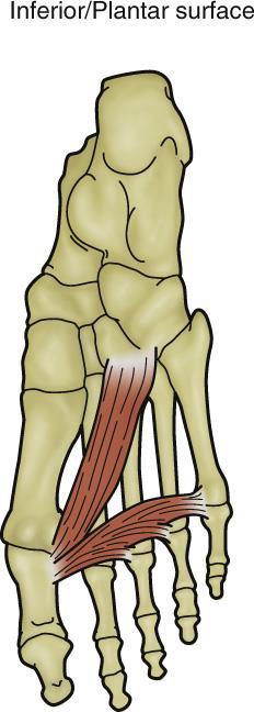 Plantar Aspect: Third Layer I What is the concentric function of the flexor hallucis brevis? (Flexion of the big toe at the metatarsophalangeal joint.