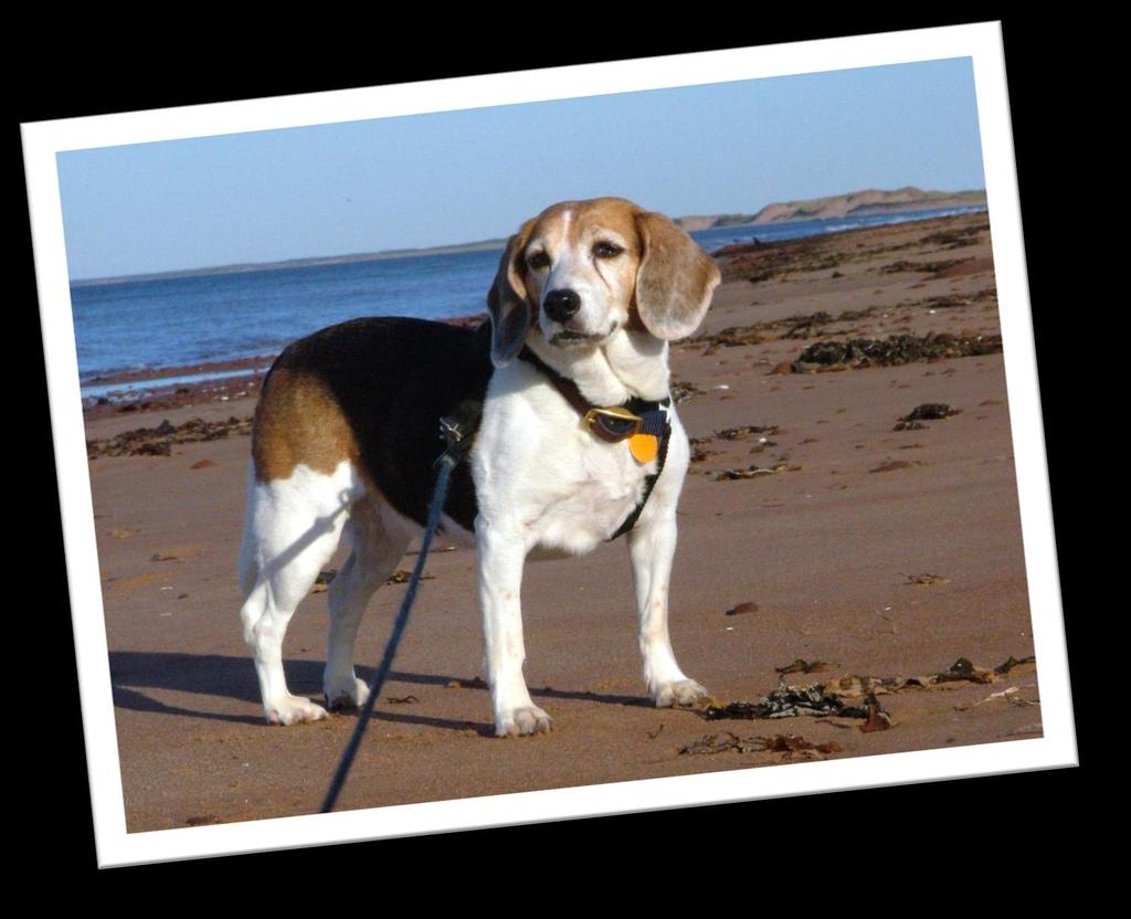 Case #1 History: 8 year old beagle