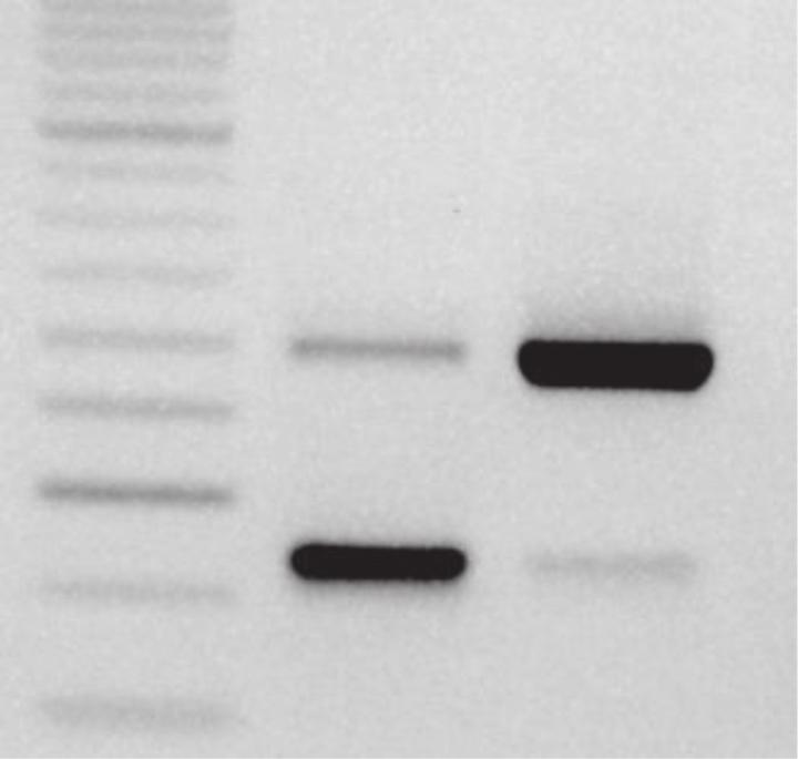 Nucleic Acids Research,, Vol. 4, No. 4 79 A B β-globin C U6 U4 AMO: C U4 U6 U4 D Fold change U4 AMO vs C AMO AMO Control vs U4 AMO β-globin plasmid.6.4..8.6.4. RT UCPA RT RT RT RT RT Figure 5.