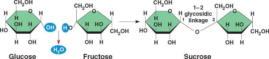 BUILDING WITH MONOSACCHARIDES (Dehydration Synthesis at work) When 2 monosaccharides come together, they make a DISACCHARIDE (meaning 2 sugars) When