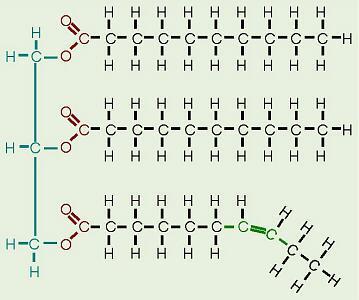 STRUCTURE OF LIPIDS *** If the fatty acids have at least one double bond
