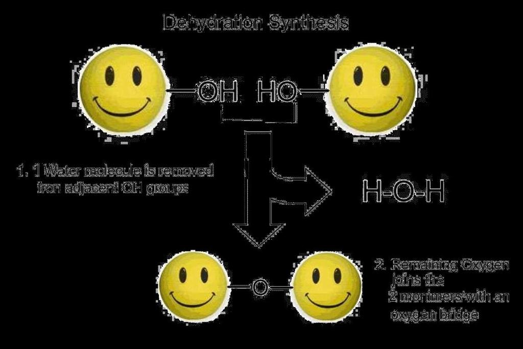 DEHYDRATION SYNTHESIS When joining two monomers together, you remove the H from one monomer and the OH from another monomer.
