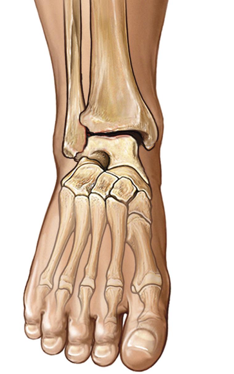 ankle region Talo-fibular Ligament Calcaneal