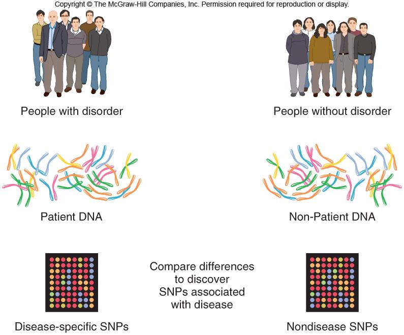 Genome-wide association studies seek SNPs that are shared with much greater