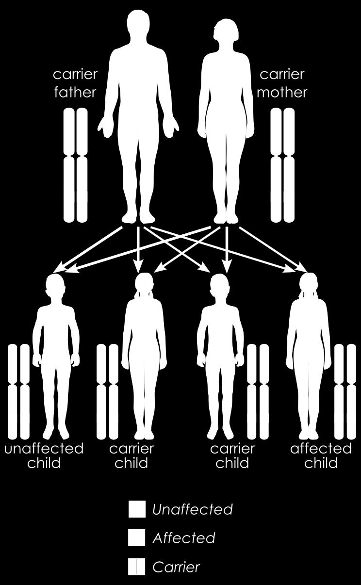 Nuclear genetic disorders: dominant and recessive inheritance Autosomal dominant