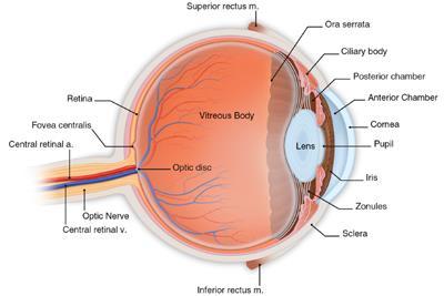 Optic Nerve Sheath Optic NN surrounded by CSF and dura forming the optic nerve sheath