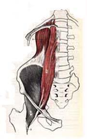 Psoas Very cool muscle Anatomy well