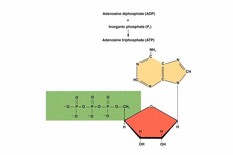 ATP ATP Adenosine