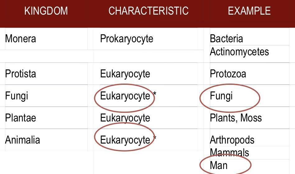 What is Mycology? Mycology: There are five kingdoms. Study of fungi Kingdom myceteae (= Kingdom fungi).