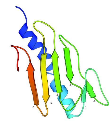 hydrogen bonding (Fig. 5, 6.). Figure 5. Interactions holding the tertiary structure of protein.