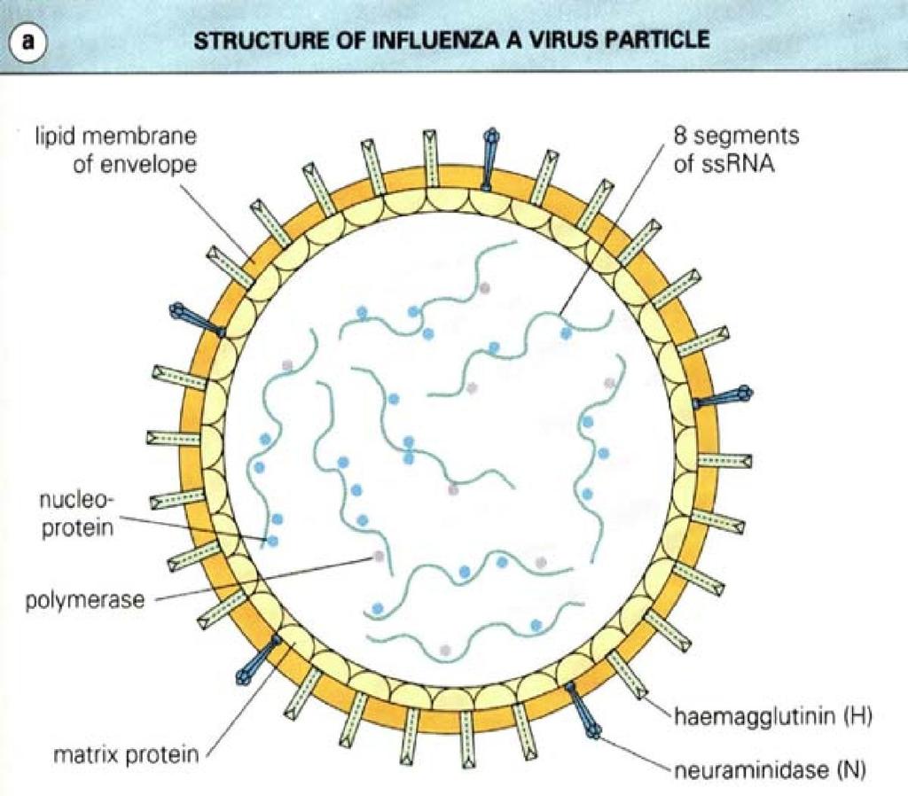 Influenza virus belongs to family Orthomyxoviridae IV A ssrna consists of 10 genes encoded on 8 separate RNA segments.