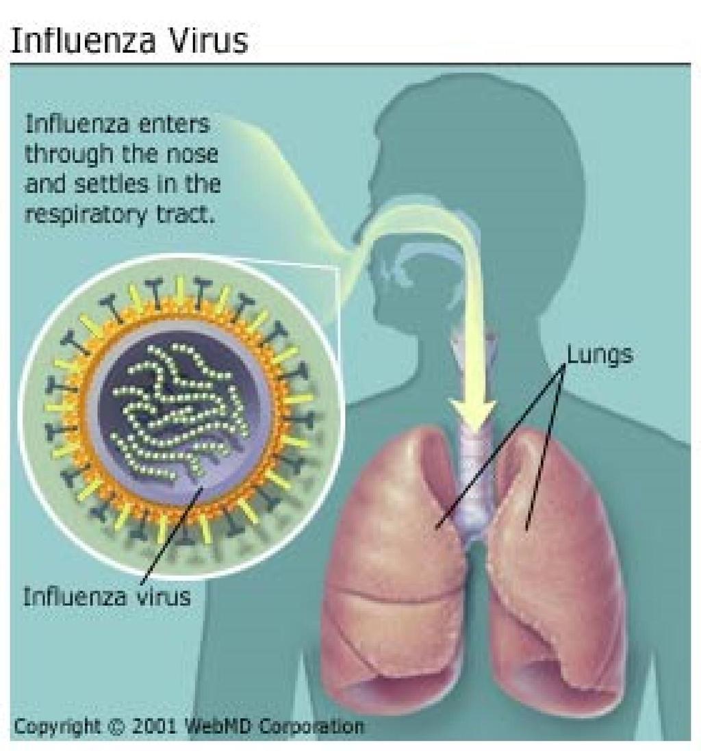 Influenza virus causes grippe