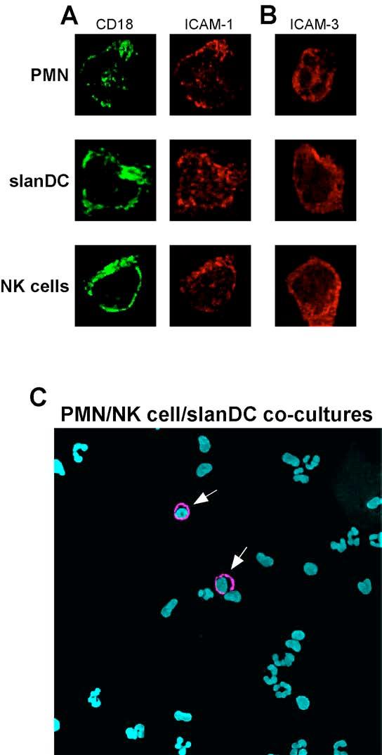 Figure S5. CD18, ICAM-1, ICAM-3, and M-DC8 labeling in neutrophils, NK cells and slandc under co-culture conditions. Neutrophil/NK cell/slandc co-cultures were incubated in the absence of stimulation.