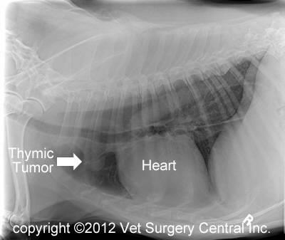 Radiograph of a dog's chest shows a thymic mass. (Graphic courtesy of Vet Surgery Central Inc.