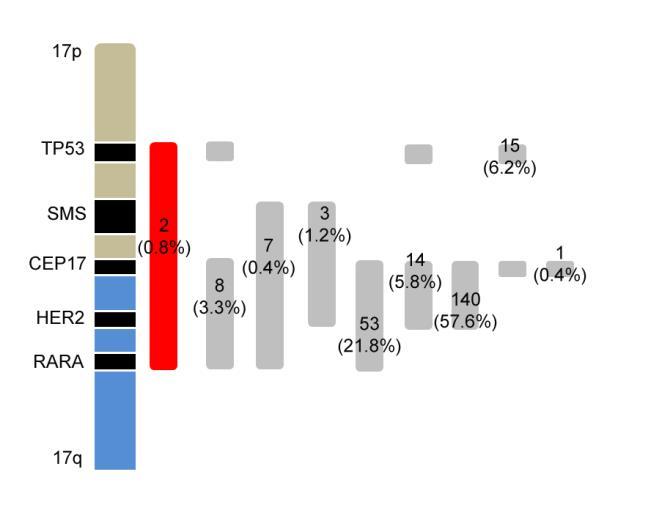 Figure 3. Schematic drawing of presumed extent of amplicons on chromosome 17 based on the results of FISH analyses using additional reference genes.