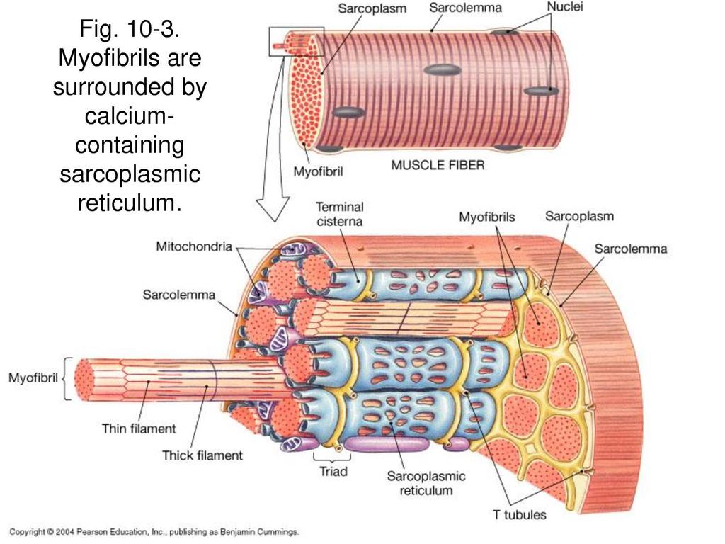 The sarcolemma communicates very rapidly with the sarcoplasmic reticulum where calcium is stored.