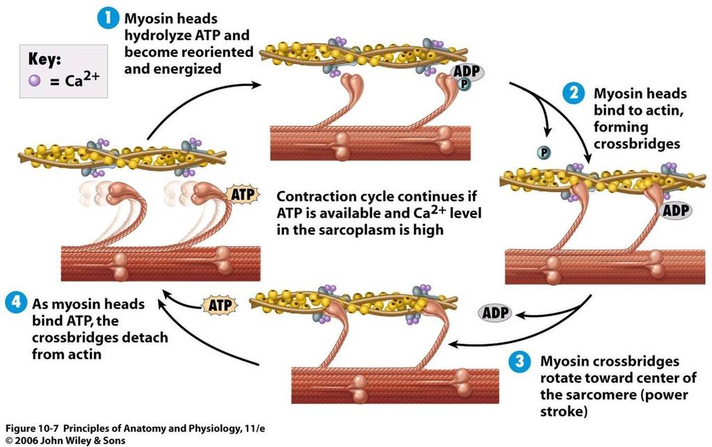 In the very cool muscular contraction portion of our show, the myosin heads grab and release actin binding sites as a function of ATP 1 hydrolysis, allowing the myosin to walk along the actin