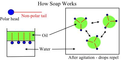 How Soaps Work The following ball and stick diagram represents the initial interaction of soap on addition to water and material with a grease stain.