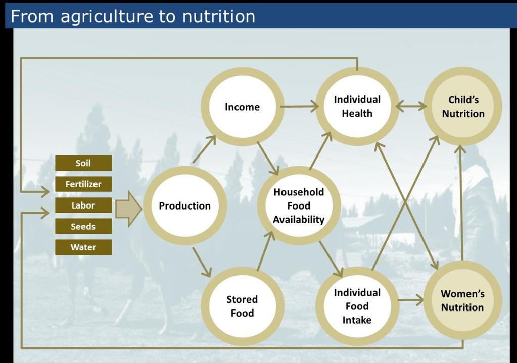 Pathways of Impact of Agriculture Income; Food Security; Dietary