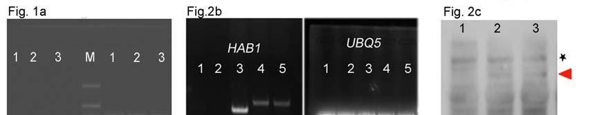 Supplementary Figure 12 Full size images of all gels and western blots shown in Figure 1, Figure 2 and Figure 3.