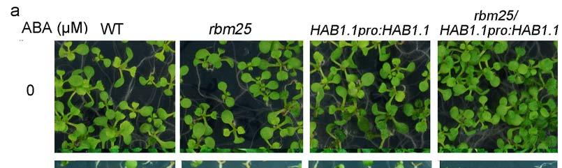 Supplementary Figure 5 Expression of HAB1pro::HAB1.1-HA rescued the ABA sensitive phenotypes of rbm25.