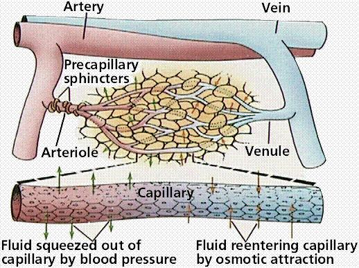 Capillaries Connect arterioles and venules Walls