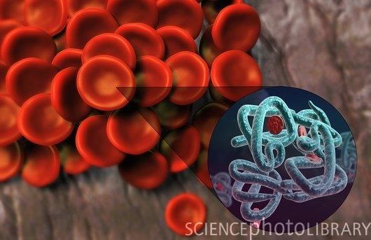 Red Blood Cells Carry oxygen hemoglobin = protein that carries iron (Fe) a chemical that