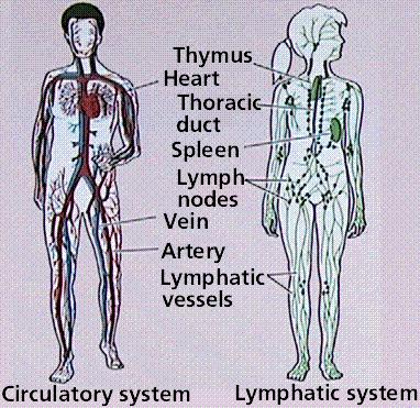 Lymphatic System Collects fluid from tissue & returns it to blood Lymph