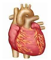 Heart Disease Major cause of death in US Hypertension Called the silent killer WHY?