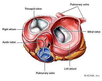 ventricles contract Tricuspid valves