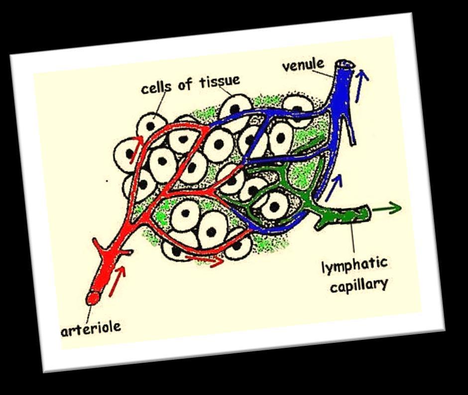 Transport systems in Humans Circulatory system Lymphatic system Functions of the transport system of humans Lungs Digestive system