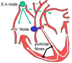 How does the heart beat 1 Sinoatrial node