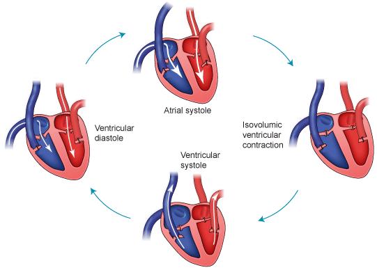 The Cardiac Cycle Systole -