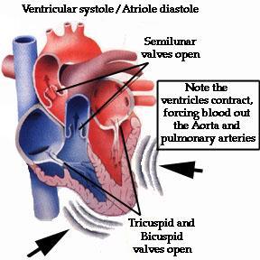 The two ventricles contract at same time.