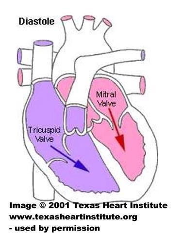 Both the atria and ventricles relax.