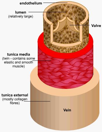 VEINS Pump blood from the cells to the heart Have valves