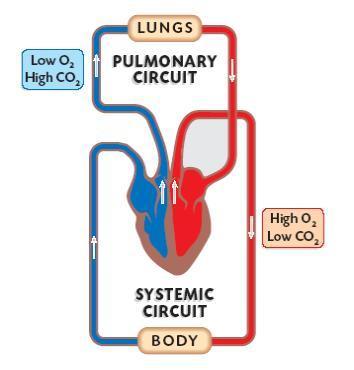Double circulatory system Advantages: Pumped to lungs constantly to