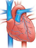 External view of the heart superior vena cava aorta pulmonary vein right atrium inferior